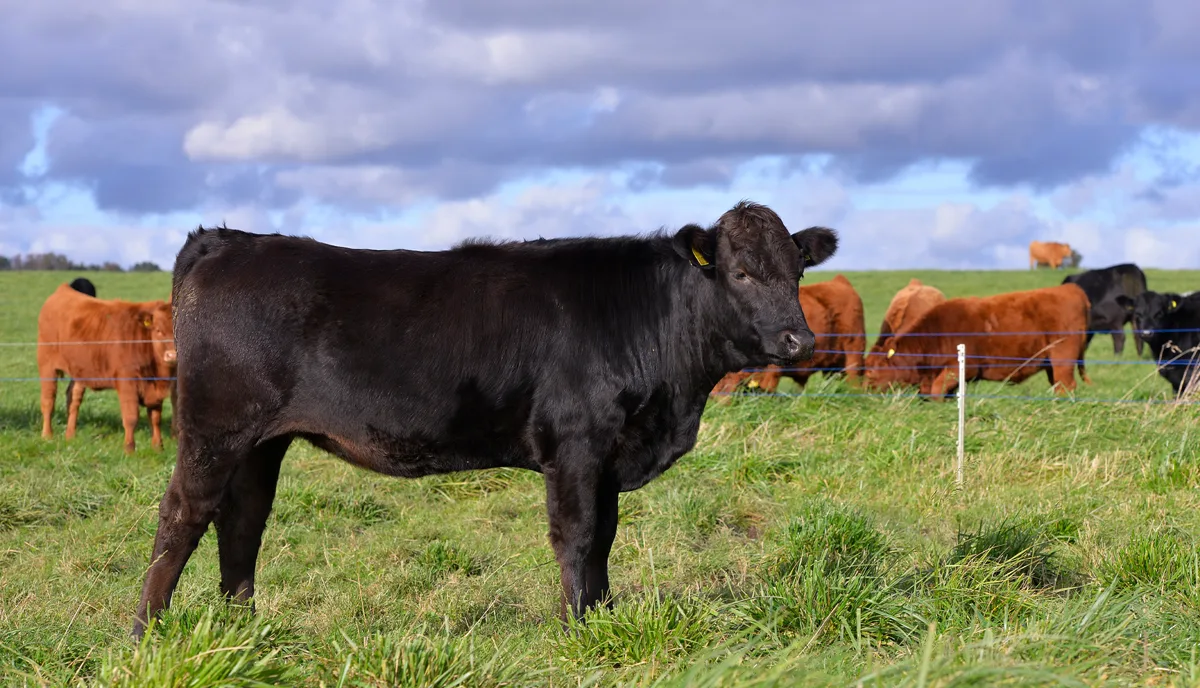 Beef (Black Angus & F1 Wagyu) category cuts
