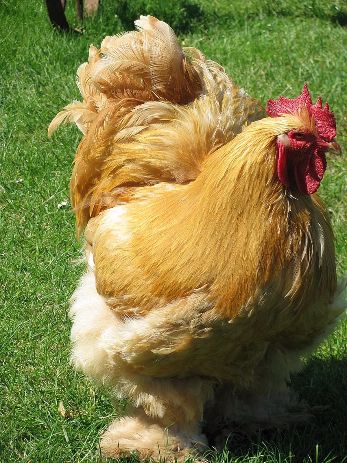 Chicken (Free-Range Poultry) category cuts