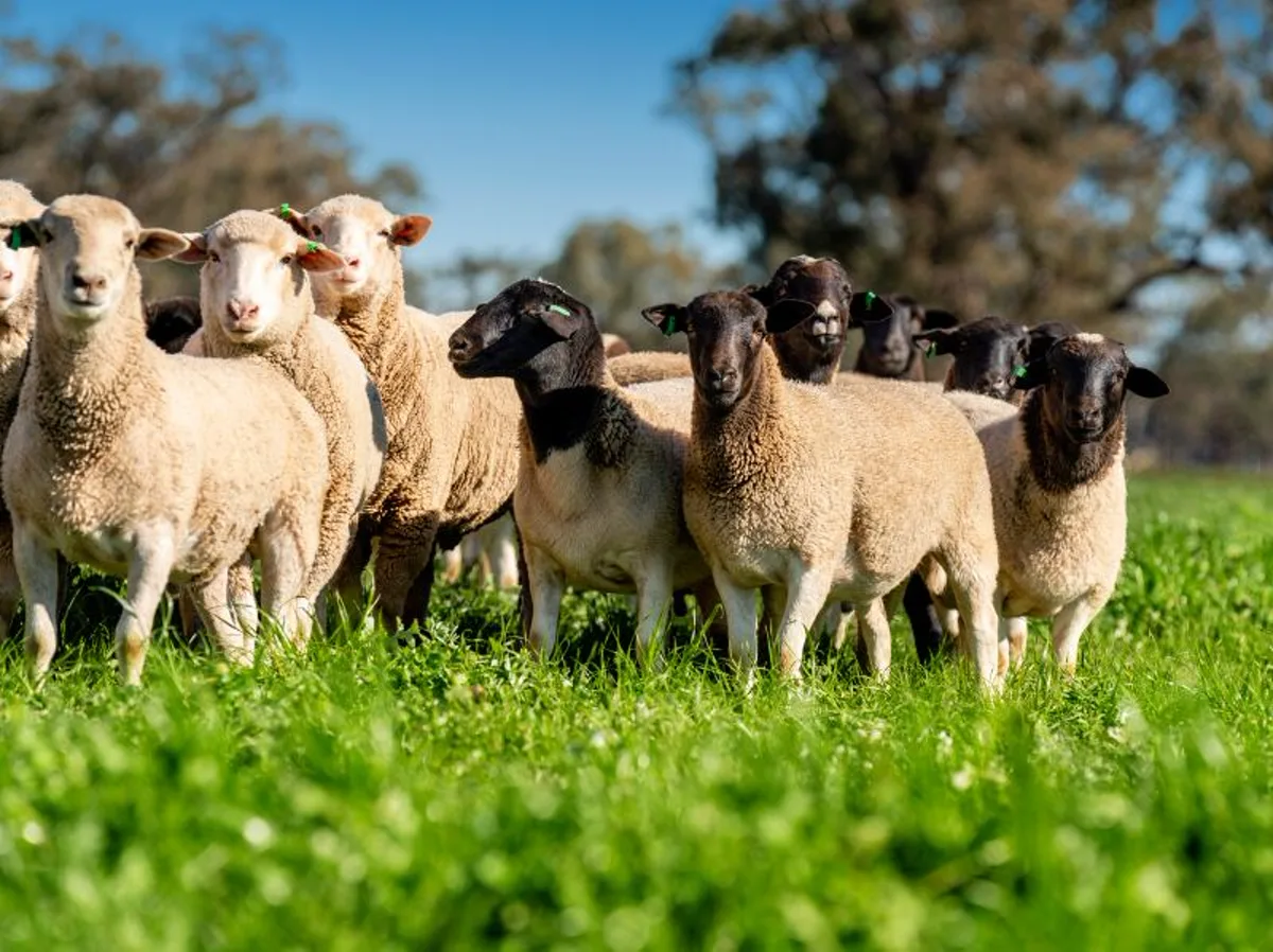 Lamb (Pasture-Fed Prime) category cuts