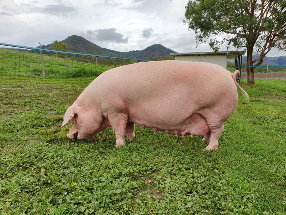 Pork (Australian Farm-Raised) category cuts