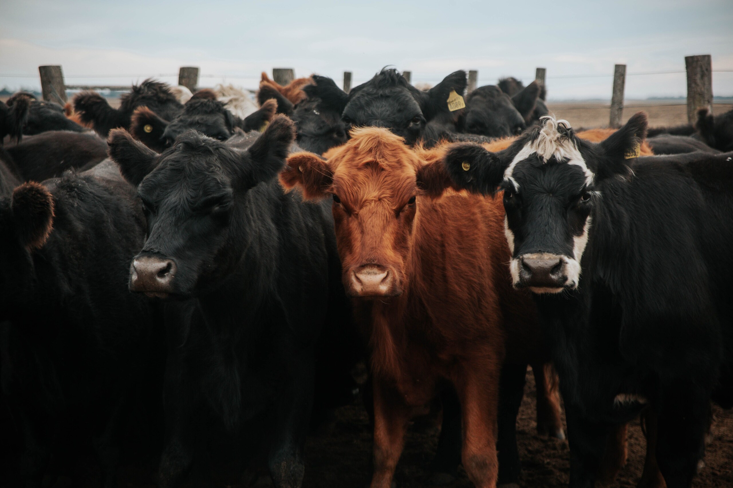 Why Customers Choose Our Online Butcher - Premium Australian MSA Beef, Wagyu & Carcass Shares
